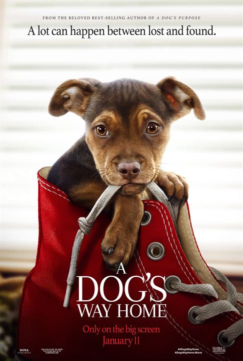 affiche film lincroyable aventure de bella web